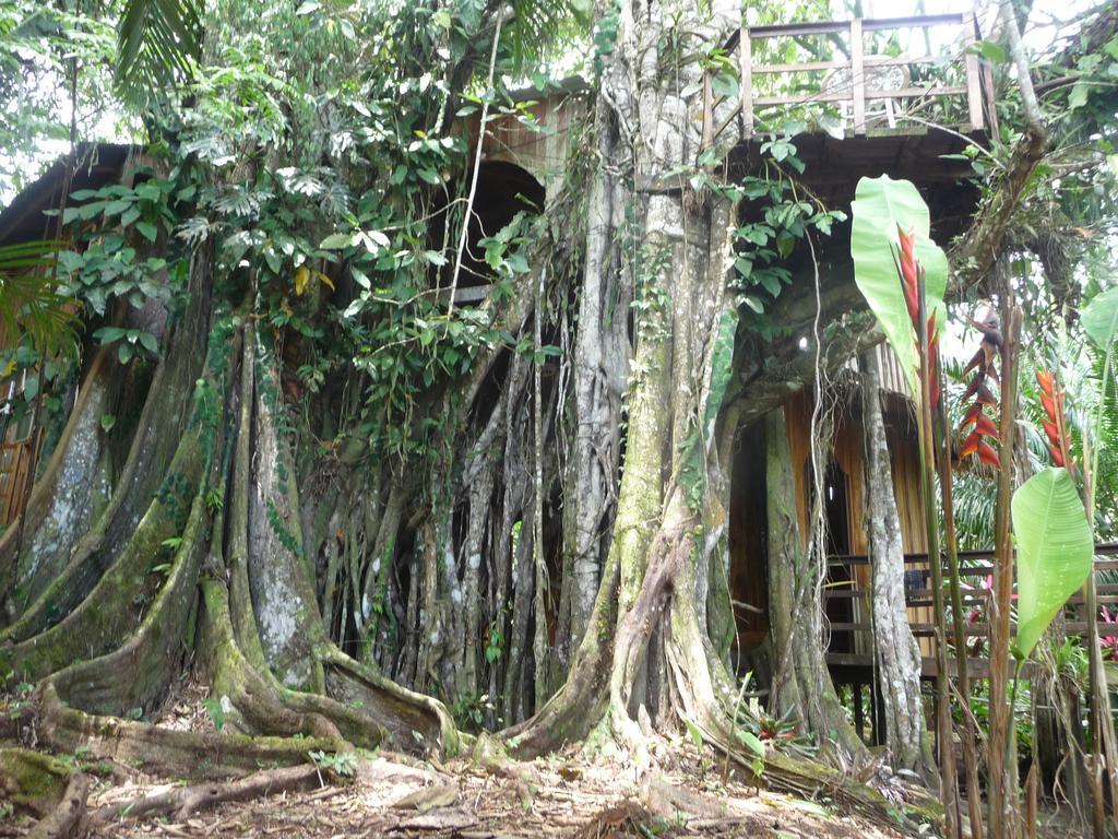 Topos Tree House Cahuita Exterior foto